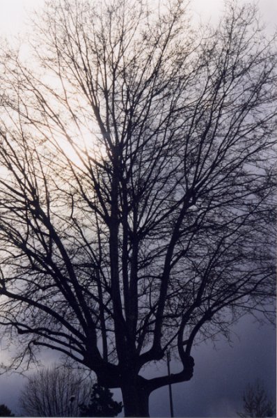 arbre01.jpg